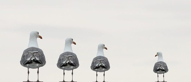 gulls-2662550_640